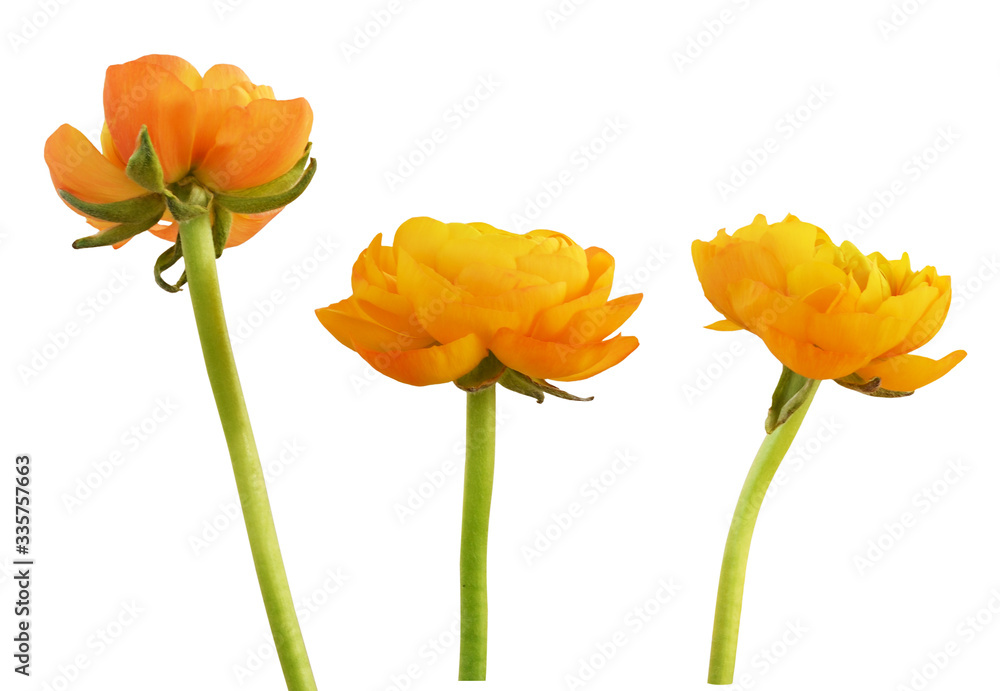 Obraz premium Set of range ranunculus flowers