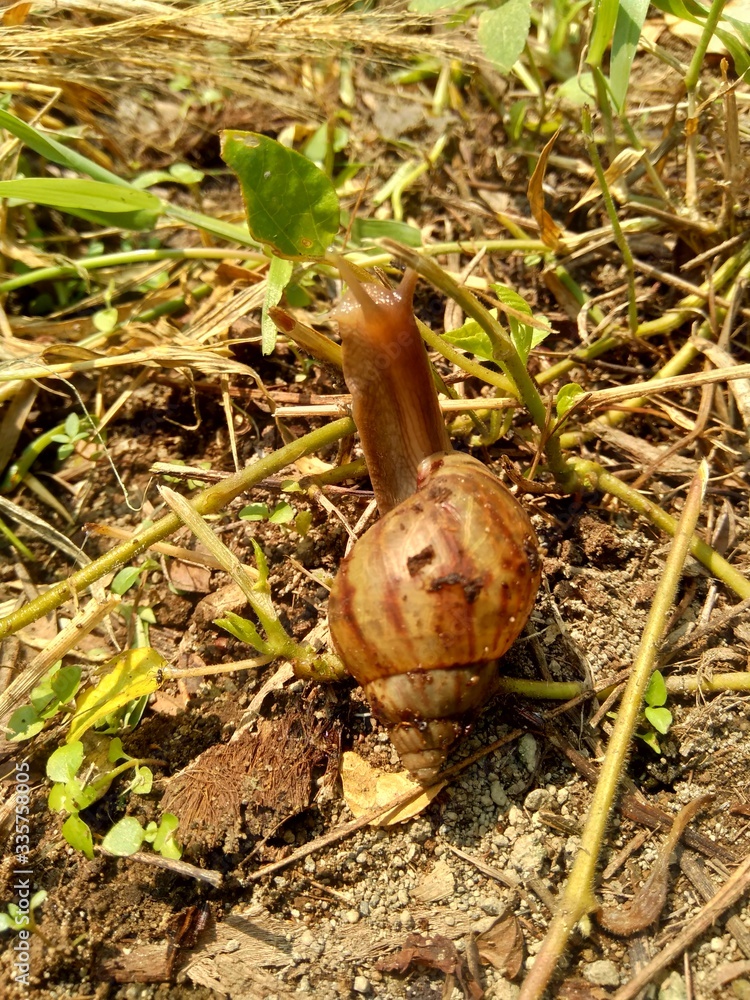 Obraz premium Snails (Bekicot, Achatina fulica, African giant snail, Archachatina marginata) in with natural background