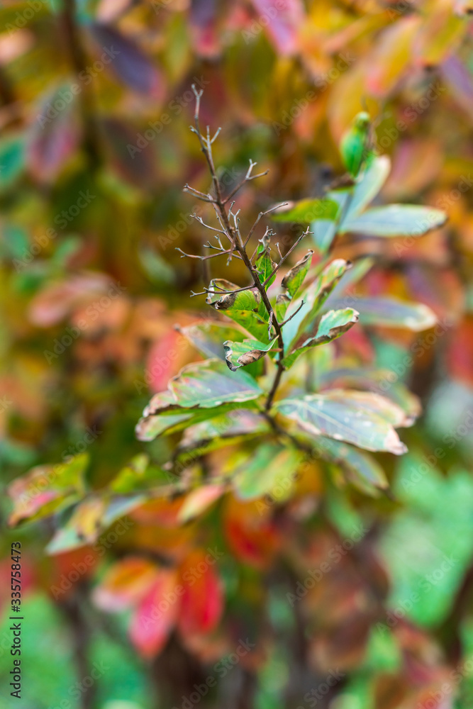 Autumn Autumn