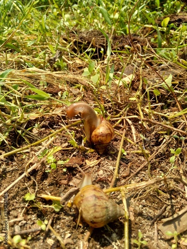 Snails (Bekicot, Achatina fulica, African giant snail, Archachatina marginata) in with natural background