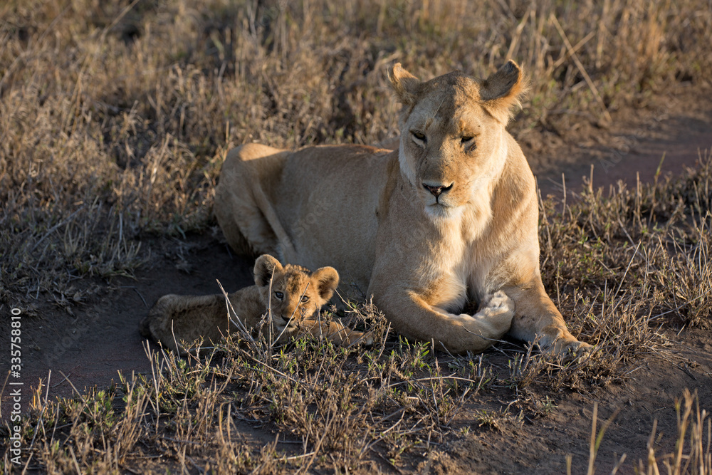 Naklejka premium Löwin