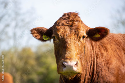 Cattle grazing in the field