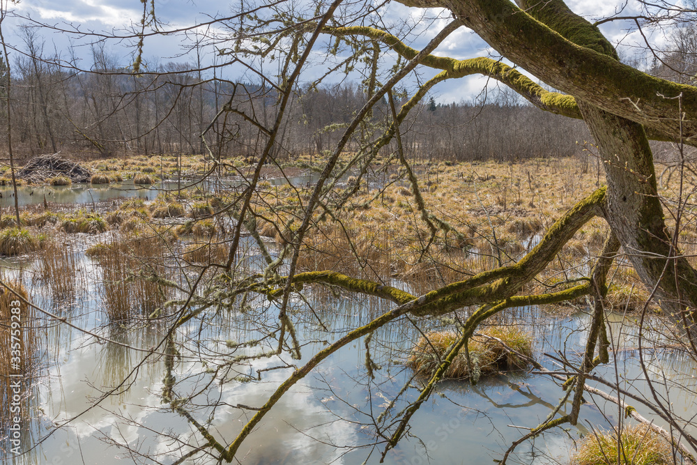 City Sigulda, Latvia. Old trees and water. Travel photo. City Sigulda, Latvia. Old trees and water. Travel photo.