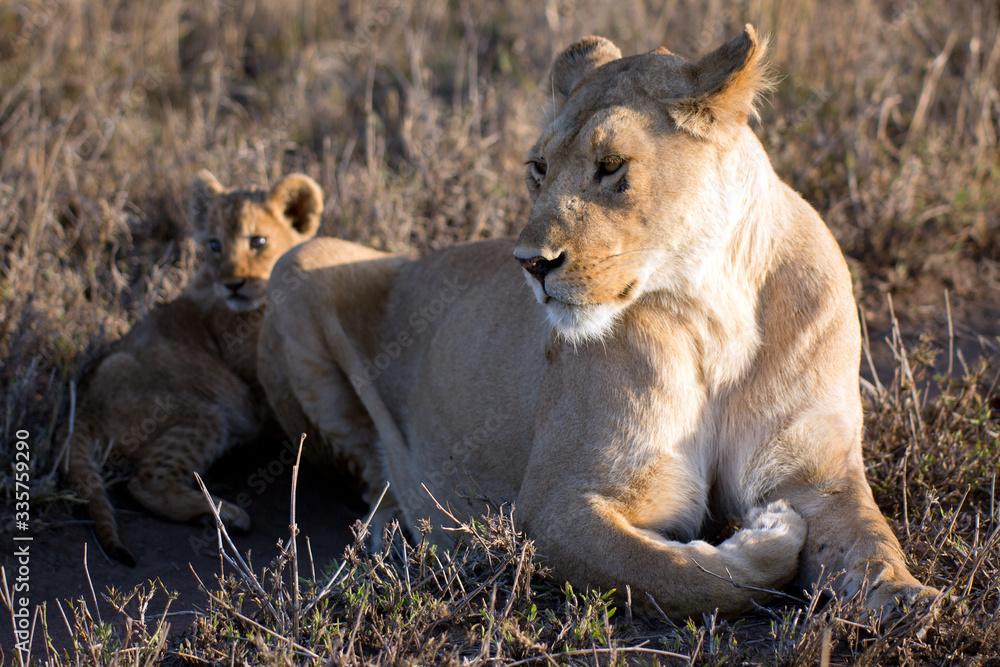 Naklejka premium Löwin