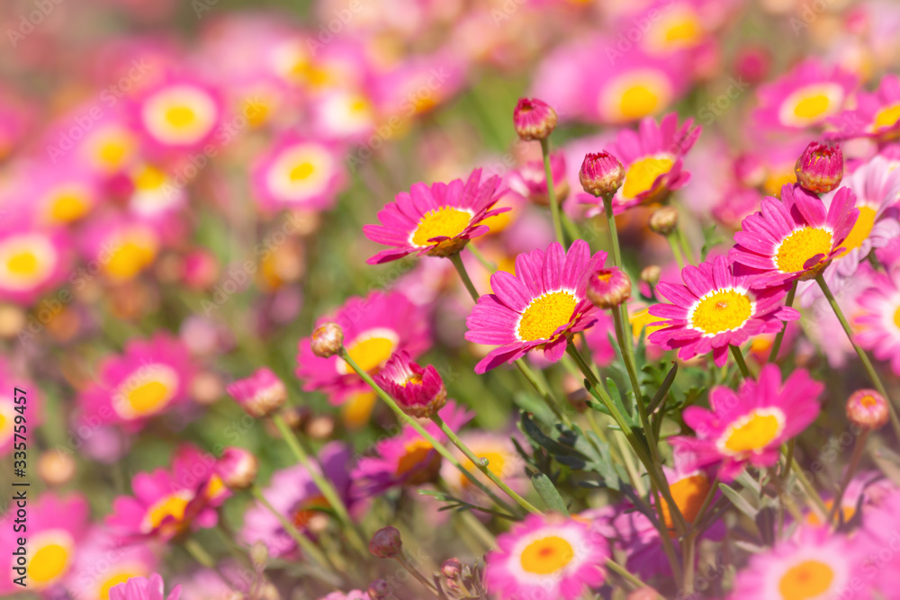 Pink marguerite flowers blooming in spring time