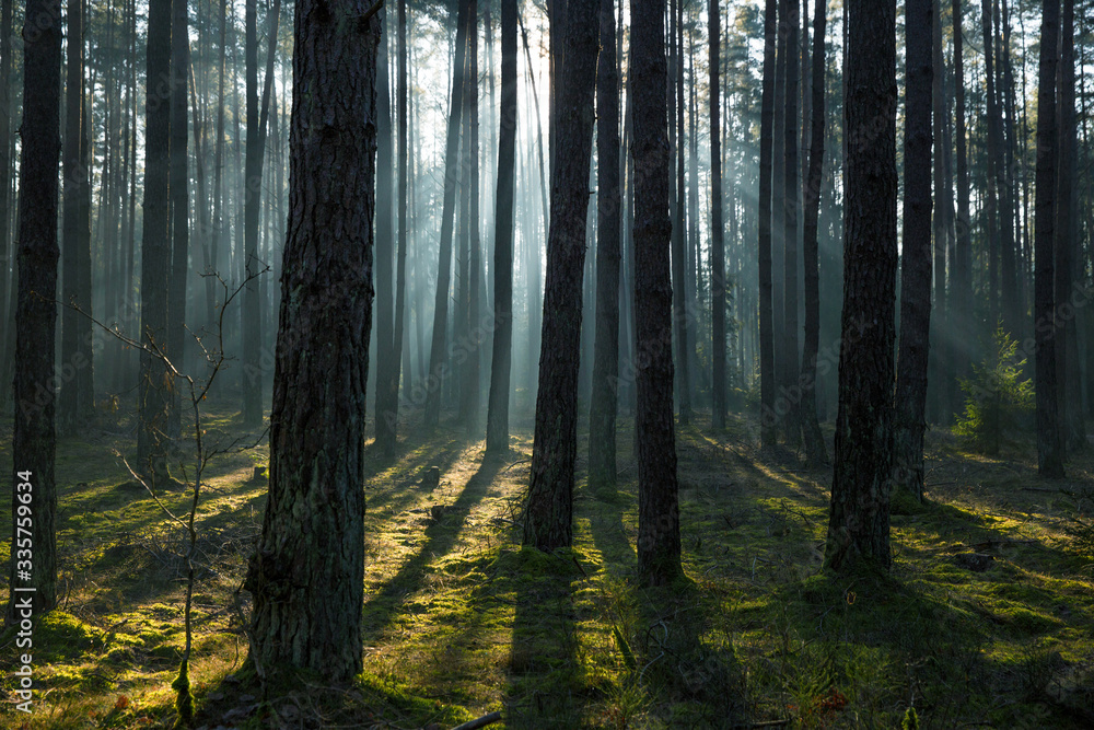 Obraz premium Bäume