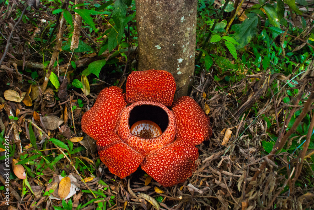Rafflesia, the biggest flower in the world. This species located in ...
