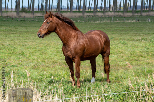 Horse grazing at a riding school, Damme, Belgium
