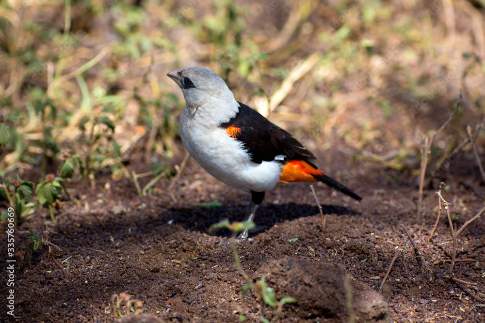 Obraz premium Starweber