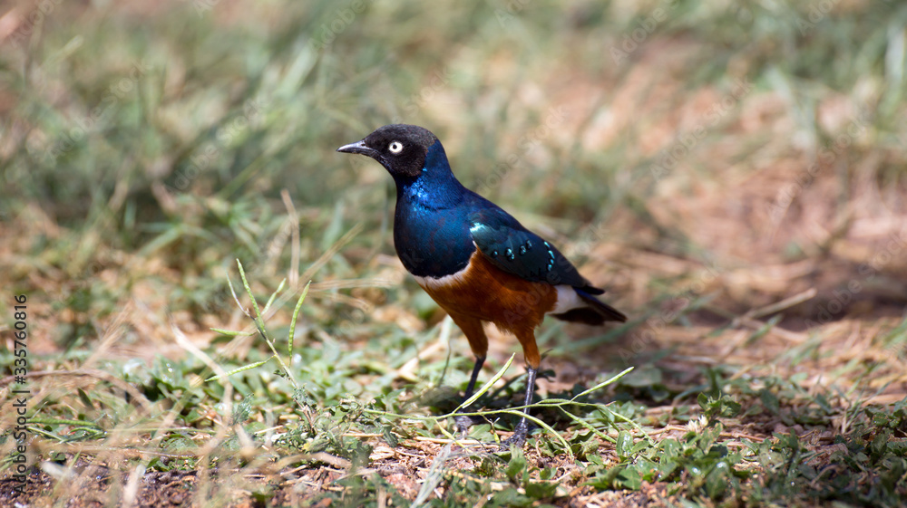 Obraz premium Dreifarben-Glanzstar