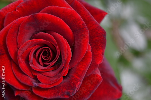 Elegant red rose petals close up  top view