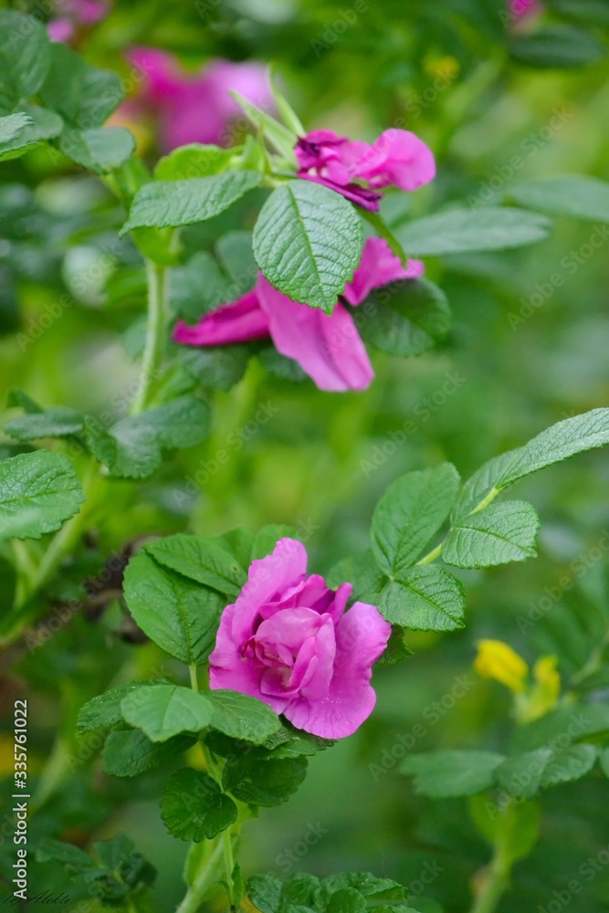 Two delicate pink roses blooms, top view, close-up, macro, vertical