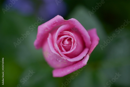 Delicate pink rose blooms, top view, close-up, macro