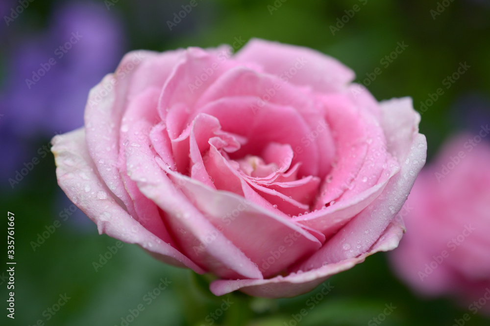 Delicate pink rose blooms, top view, close-up, macro Delicate pink rose blooms, top view, close-up, macro