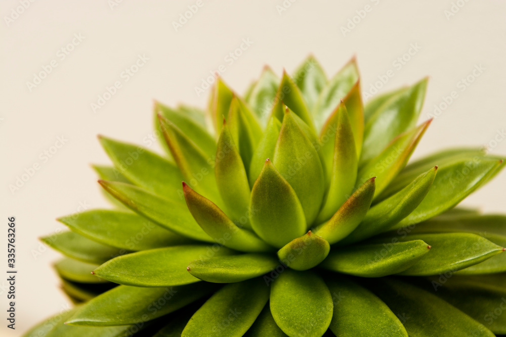 Succulent plant indoor decorative pot flower. Succulent plant indoor decorative pot flower.