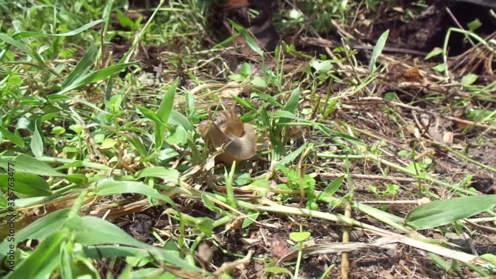 Snails (Bekicot, Achatina fulica, African giant snail, Archachatina marginata) in with natural background Snails (Bekicot, Achatina fulica, African giant snail, Archachatina marginata) in with natural background
