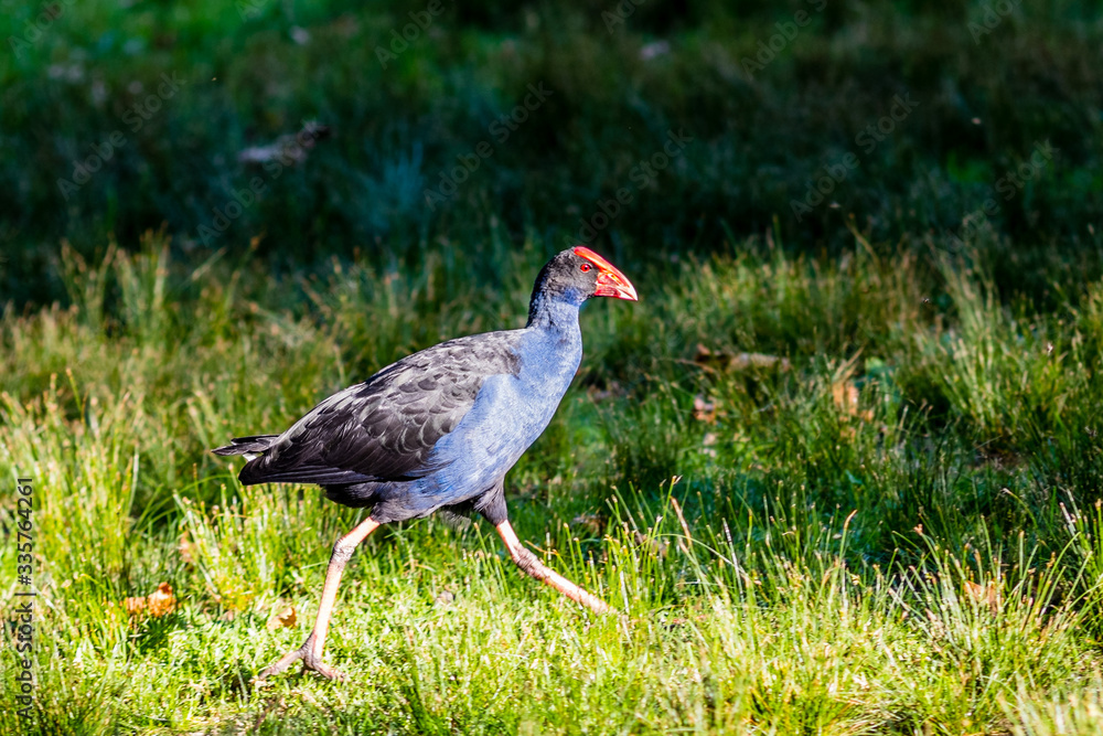 A walking purple swamphen in Royal National Park A walking purple swamphen in Royal National Park