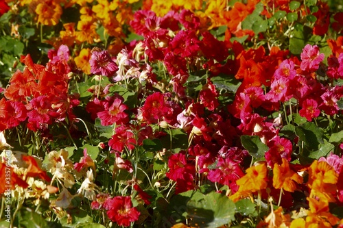 Colorful nasturtium edible flowers (Tropaeolum majus) grow in the garden Also known as garden nasturtium, monks cress, or indian cress