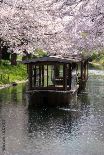 京都伏見 桜風景 © Taku