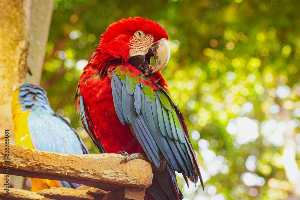 Blue and red macaw ara. Parrot