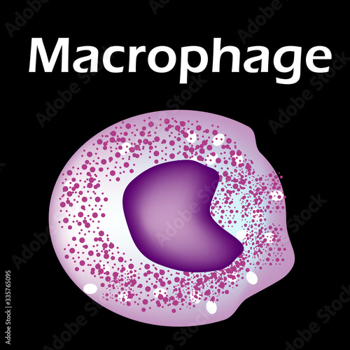 The structure of the monocyte. Monocytes blood cell. macrophage. White blood cell immunity. Leukocyte. Infographics. Vector illustration on isolated background.