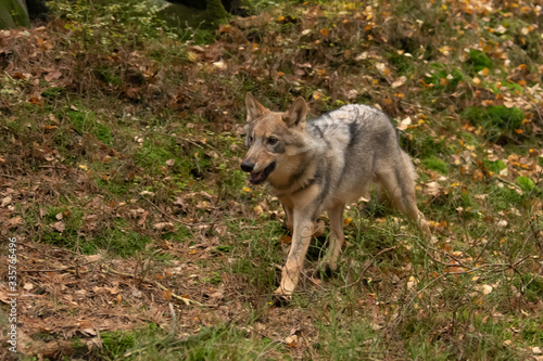 Lone wolf running in autumn forest Czech Republic