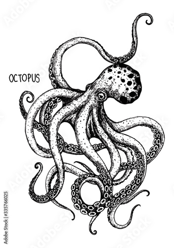 vector illustration of an octopus