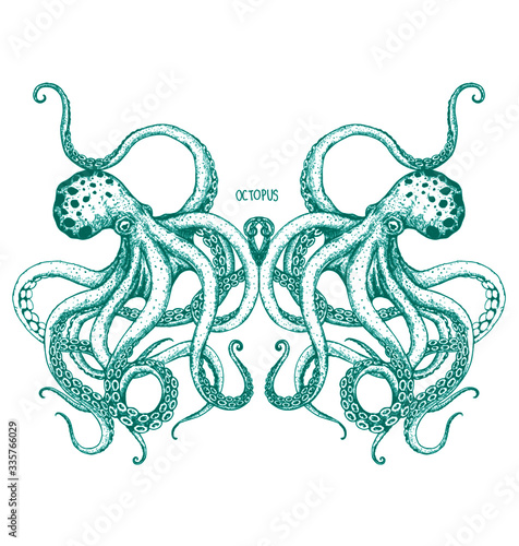 vector illustration of an octopus