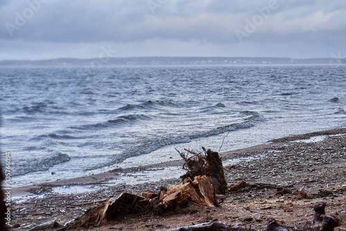  In the foreground is a mermaid-shaped snag, coastline and sea in early spring. © Polianta