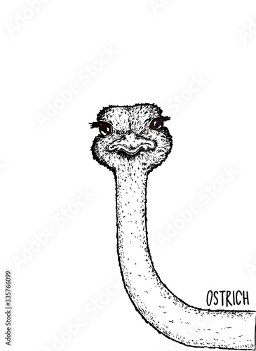 hand drawn vector illustration of an ostrich 