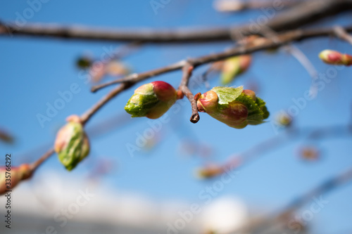 Buds on a tree against the blue sky in spring