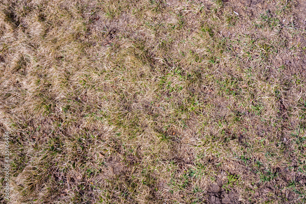 Dry grass sedges broken by strong wind. Natural background. Dry grass sedges broken by strong wind. Natural background.