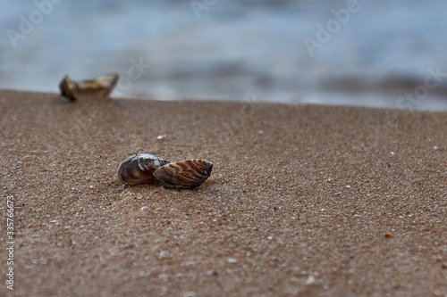  In the foreground are small shells in the sand. In the background the sea