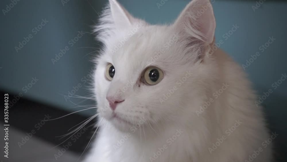 the white cat is sitting and watching carefully. smart beautiful cat the white cat is sitting and watching carefully. smart beautiful cat