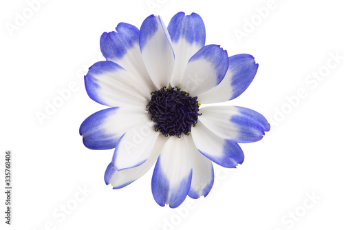 Φωτογραφία pericallis isolated