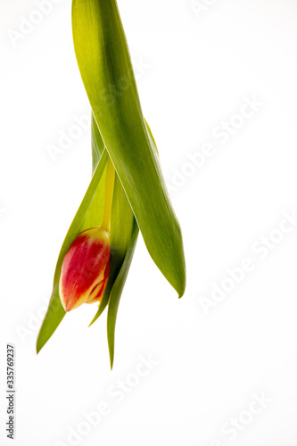 red tulip on a white background in close-up