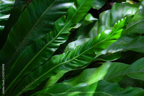 Green Patterns of Tropical leaves Texture background