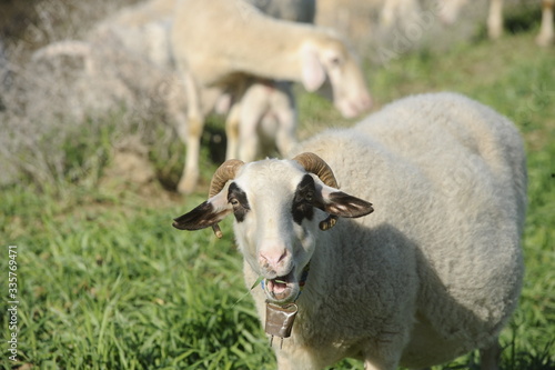 flock of sheep grazing on