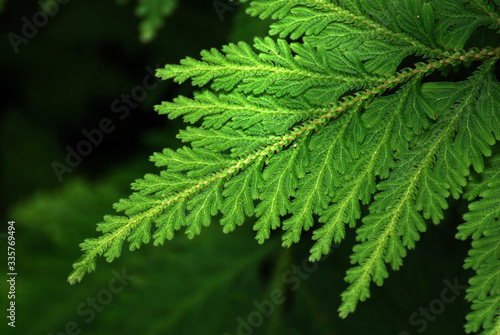 Nature scene of Single tropical leaf of Trichomanes speciosum , commonly known as Killarney fern with Blurred background