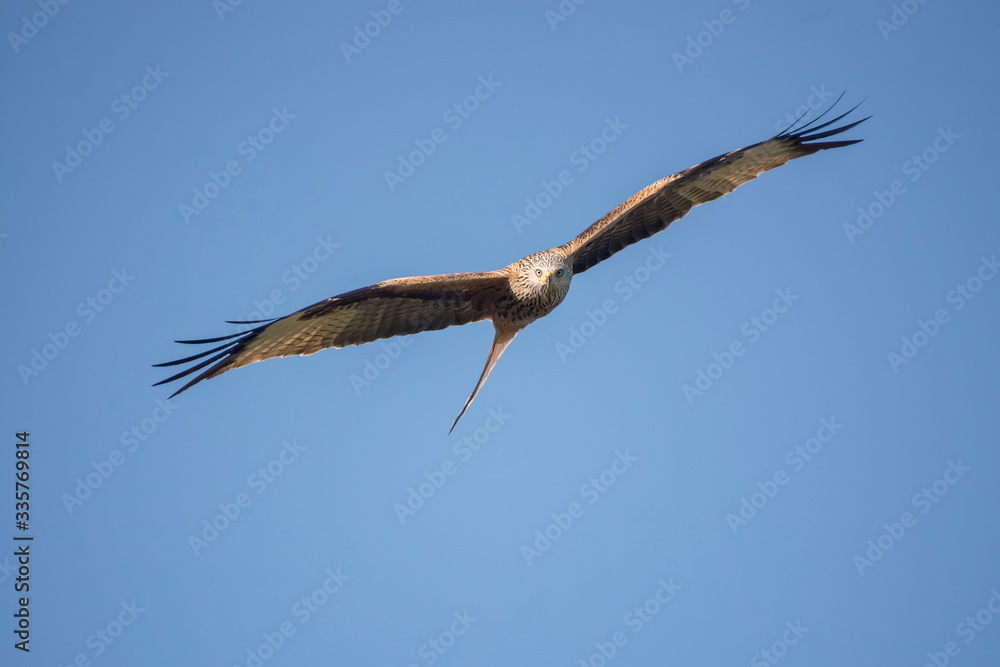 red kite in flight with blue sky in the background red kite in flight with blue sky in the background