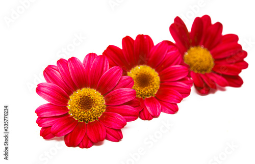 red daisy isolated