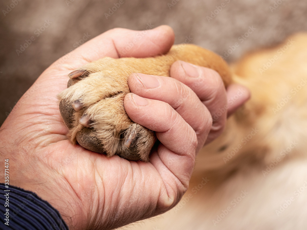 A man holds a dog's paw in his hand