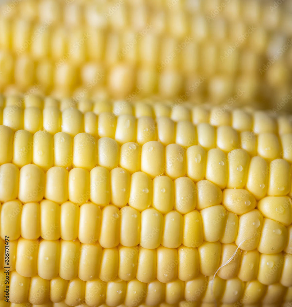 Close up view of ripe sweet corns. Selective focus. Close up view of ripe sweet corns. Selective focus.