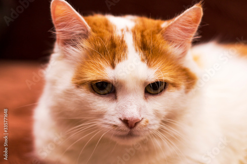 White cat with red spots, pink nose and expressive eyes. Closeup portrait of a beautiful white cat on a blurry background