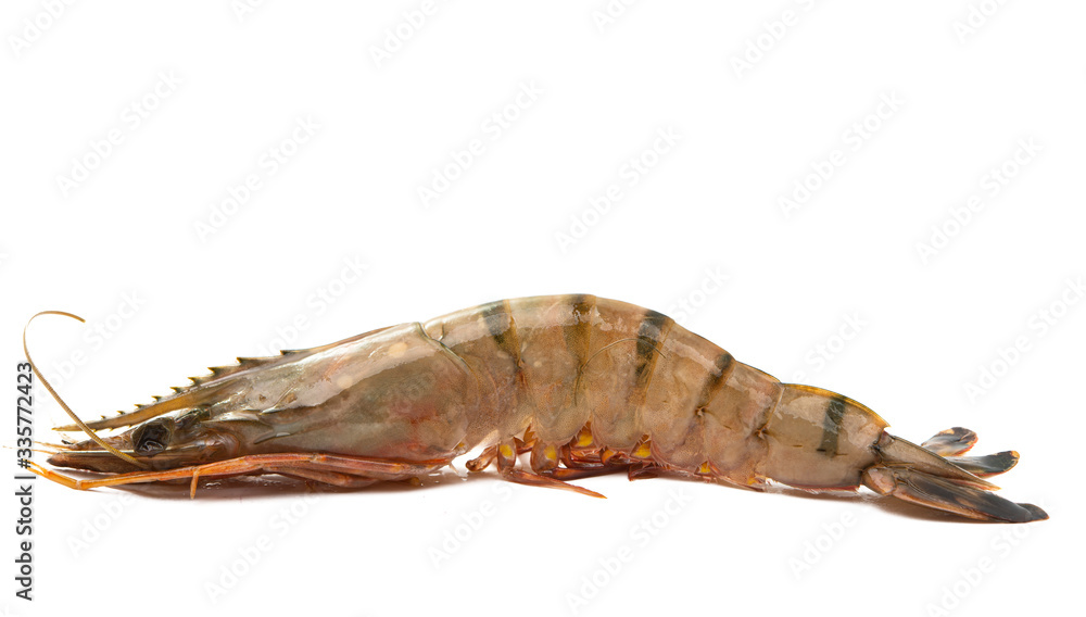 shrimp isolated shrimp isolated