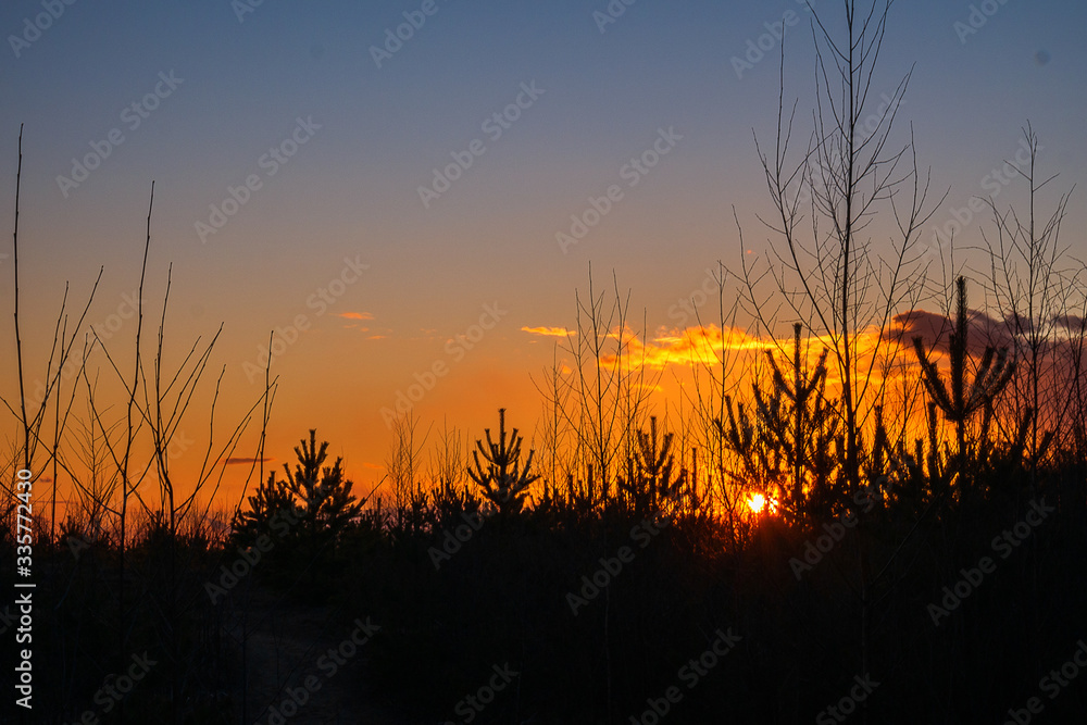 Fototapeta premium Sunset against the backdrop of tree tops. The orange rays of the sun can be seen through the branches of Christmas trees and pines. 