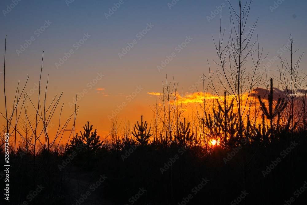Sunset against the backdrop of tree tops. The orange rays of the sun can be seen through the branches of Christmas trees and pines. 