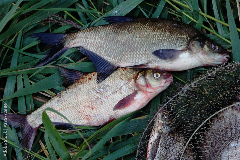A freshly caught group of silver bream (Abramis brama) stands on a green grass on a metal fishing net A freshly caught group of silver bream (Abramis brama) stands on a green grass on a metal fishing net