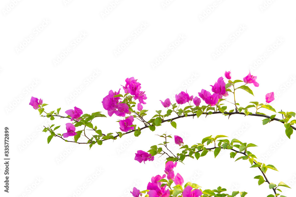 Bougainvilleas isolated on white background. Paper flower .  Save with Clipping path .