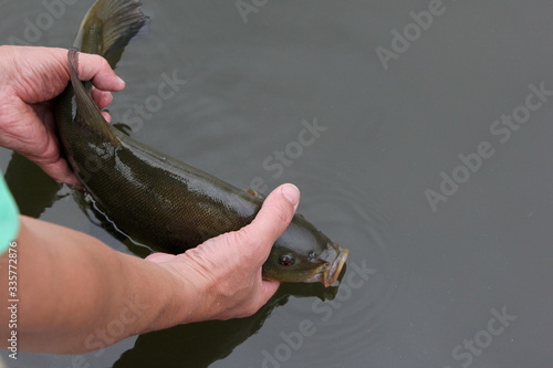 Photography The angler holds in his hands a freshly caught tench fish (tinca tinca) and releases it back into the water